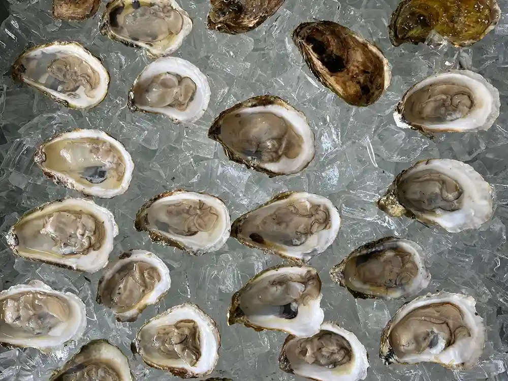 Gather of open oysters