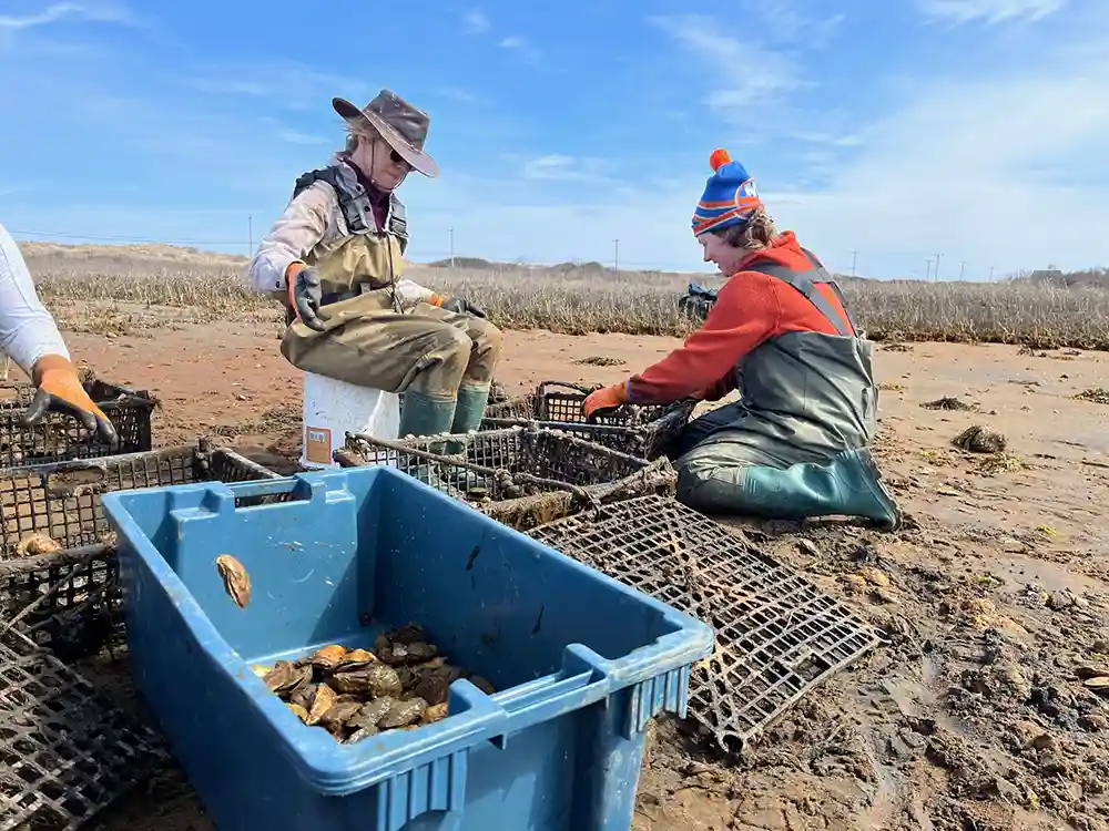 Employees working on farm at Great Salt Pond Oysters