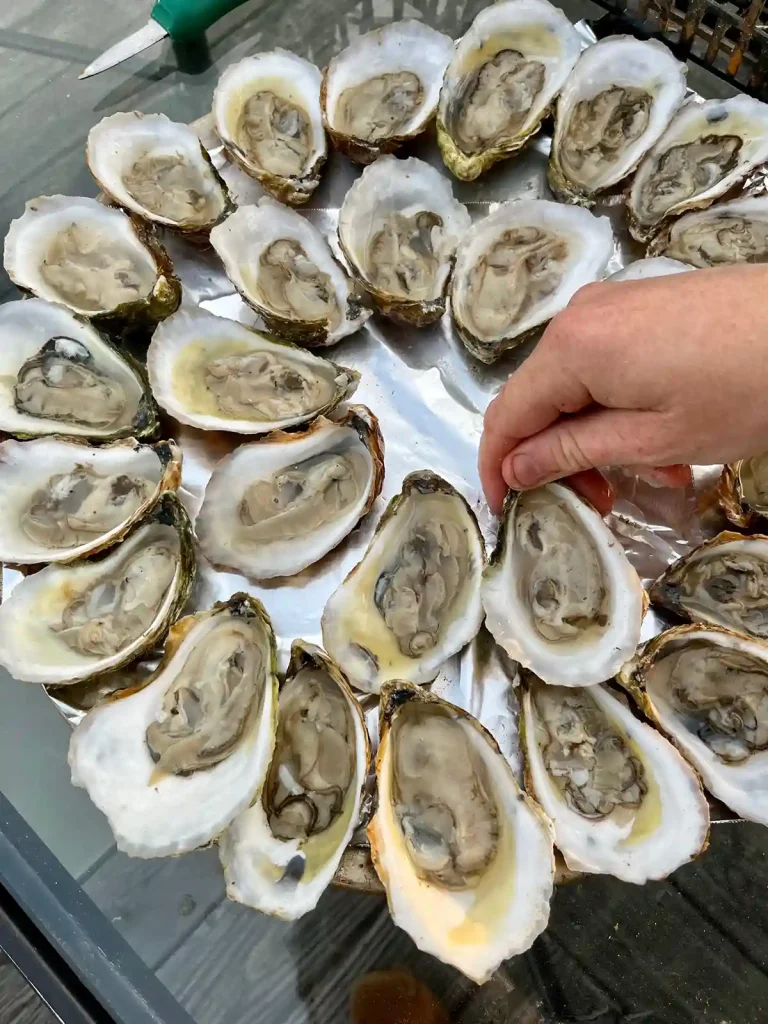 Open oysters on serving tray